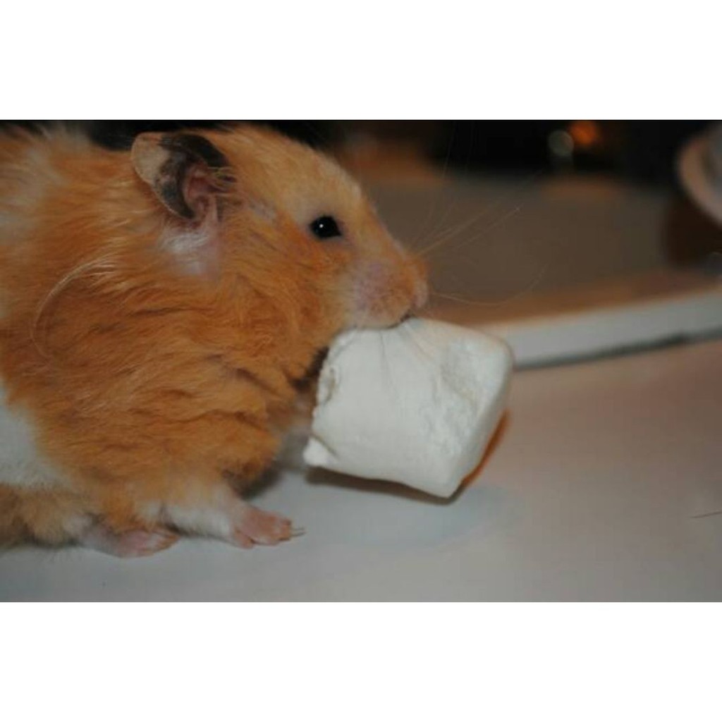 MAKANAN HAMSTER SUGAR GLIDER SNACK HAMSTER SUGAR GLIDER KELINCI FEFARM