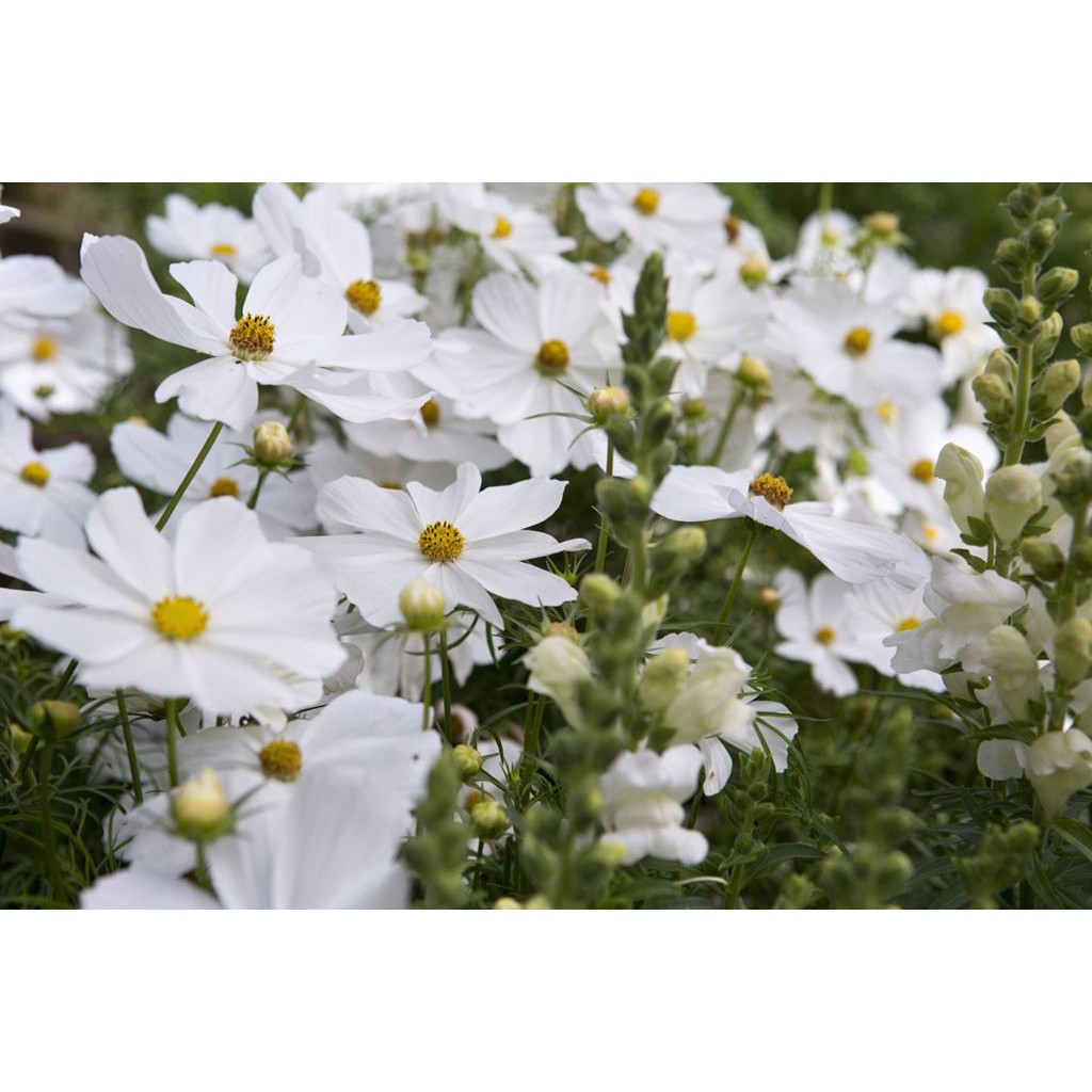 Amefurashi Bibit / Benih / Seeds Cosmos Purity White Flower Cocok Untuk Pemula