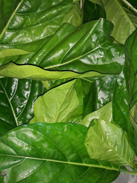 

Daun mengkudu 10 lembar daun herbal alami