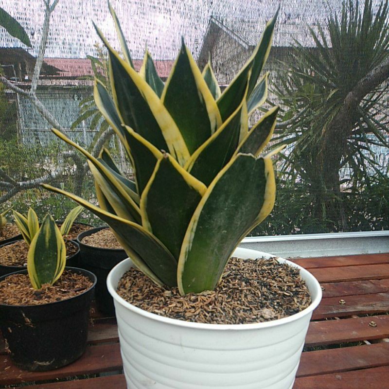 Bunga sansivera pagoda besar