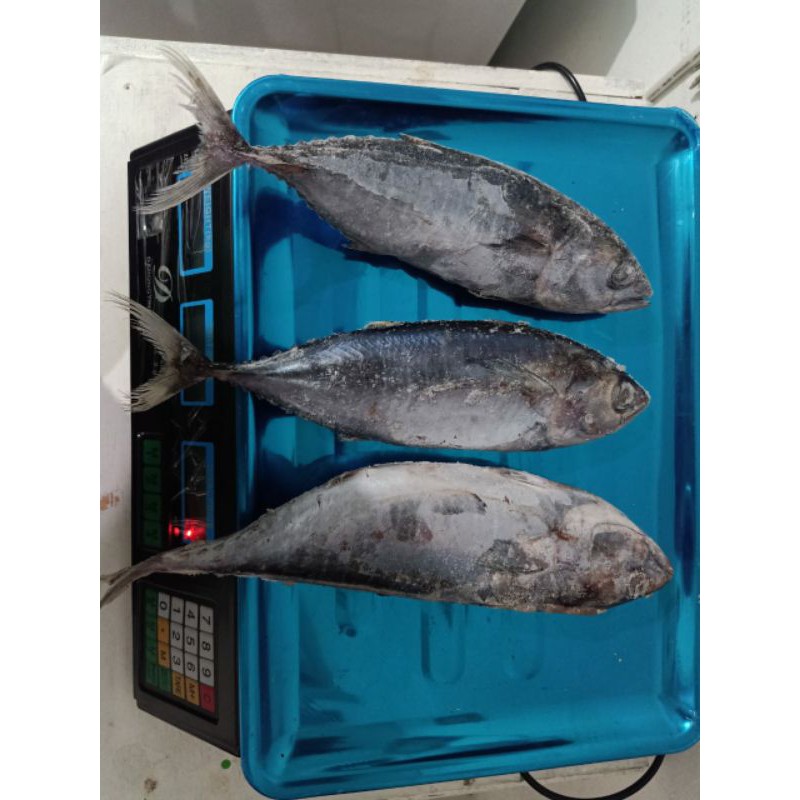 

baby tuna