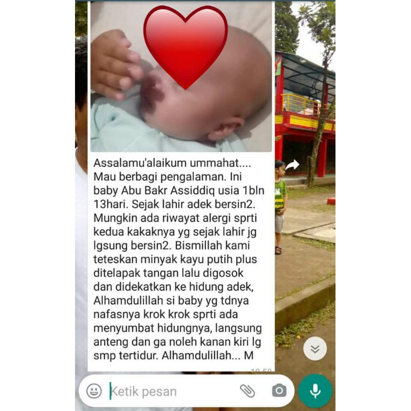 

herba kayuputih plus