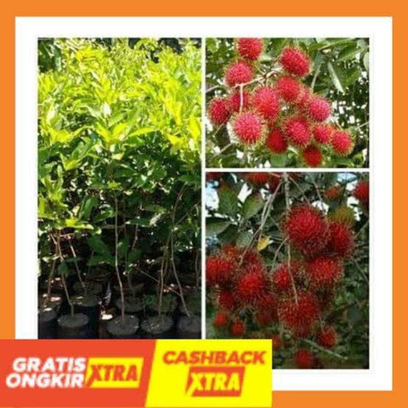 Bibit Tanaman Rambutan Binjai