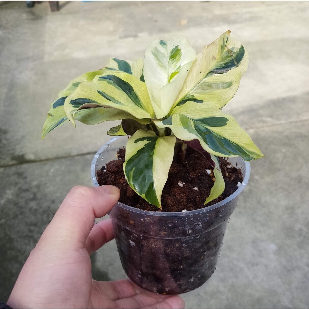 Tanaman Daun Calathea Yellow Fussion kalatea tissue kuning bergaransi