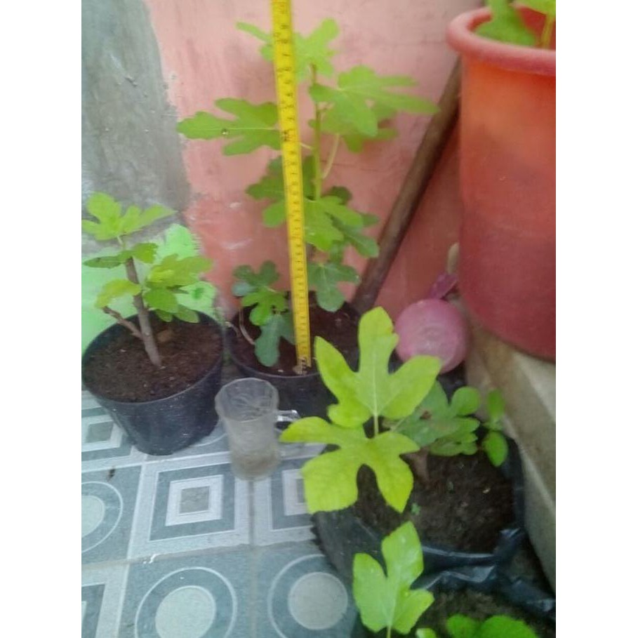 Tanaman Hidup Bibit Pohon Tin Red Palestine ( Khurtmani Fig ) Josh