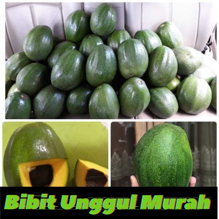 Bibit Alpukat Hawai Super Jumbo