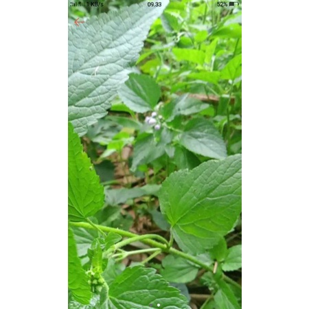 

bandotan segar daun babandotan herbal daun bandot 500 grm