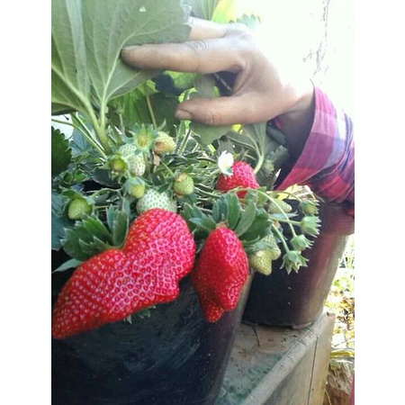 PAKET 3 TANAMAN STRAWBERRY HIDUP TANAMAN STRAWBERRY SIAP BERBUAH  STRAWBERY JEPANG TANAMAN HIAS TANAMAN BERBUAH TANAMAN BERBUNGA COD BAYAR DI TEMPAT