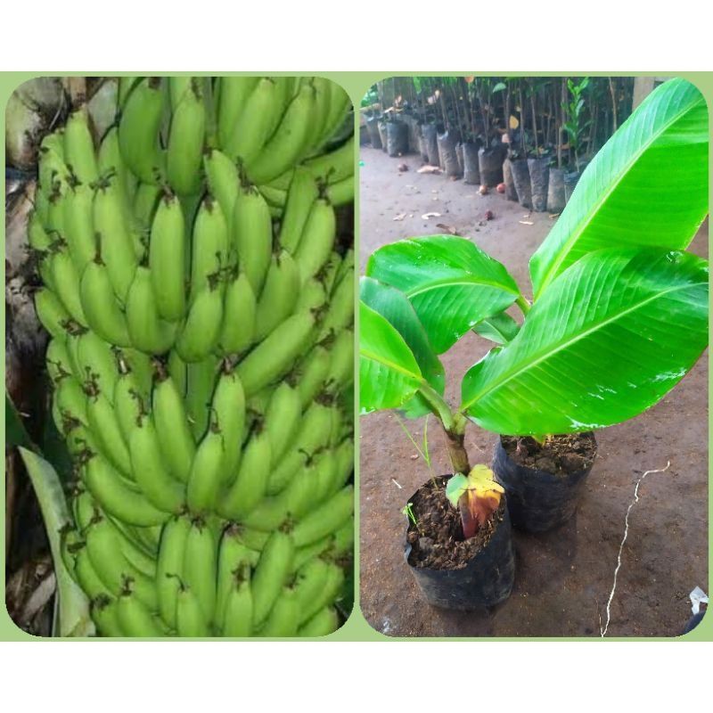 

Bibit Buah Pisang Raja Nangka Super