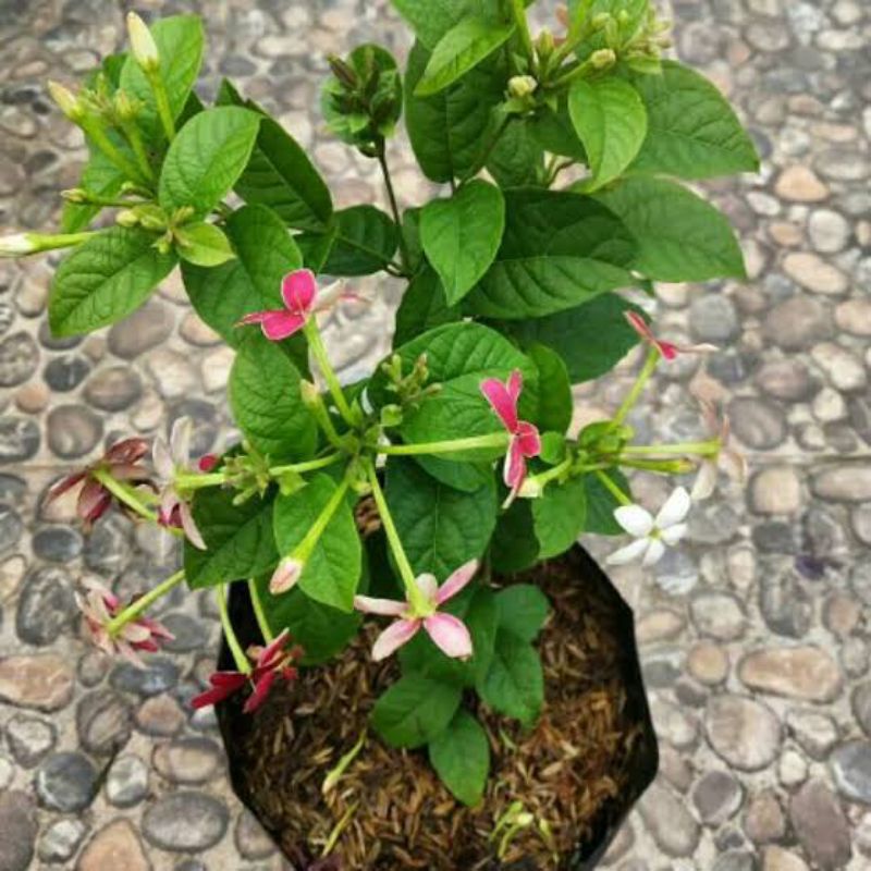 Tanaman melati belanda - bunga melati belanda