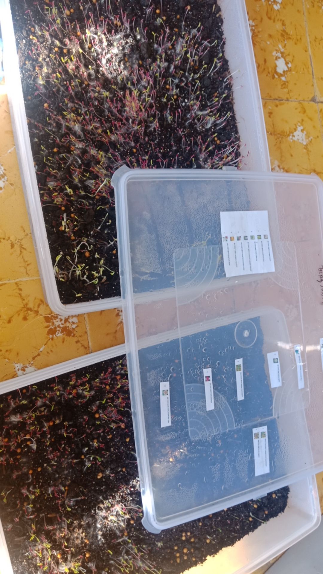 Biji Benih Bibit Kaktus Besar