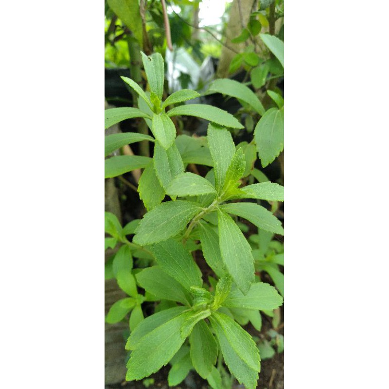 Bibit tanaman Stevia Tanaman Stevia Daun Manis