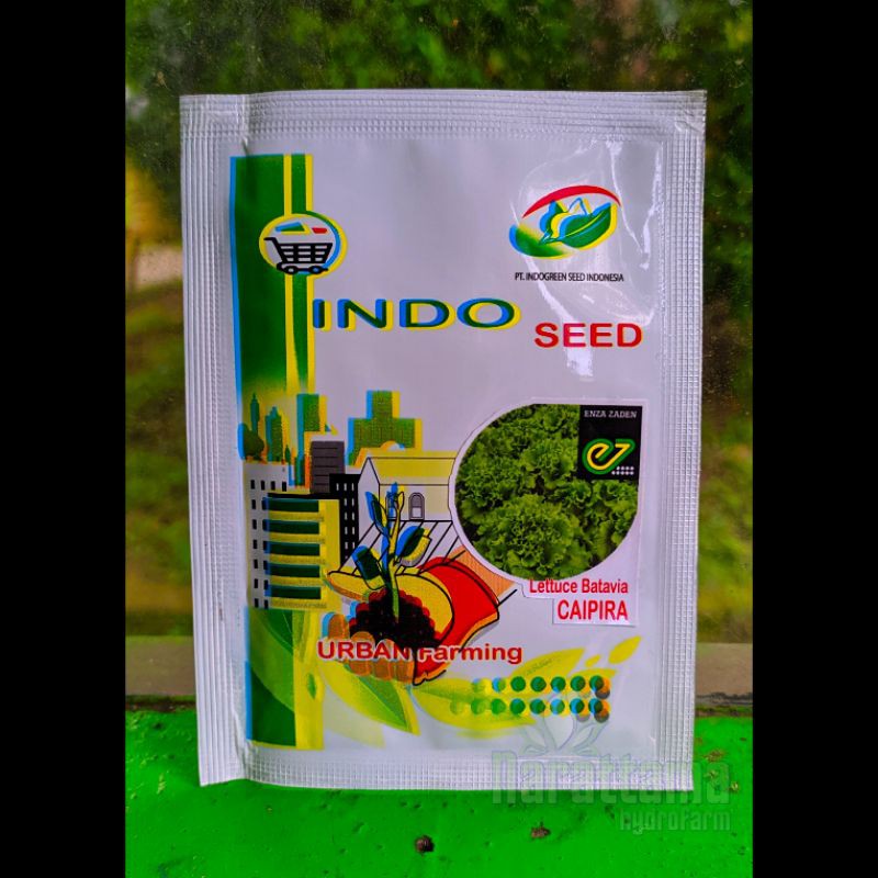 Benih Selada Caipira 1 gram