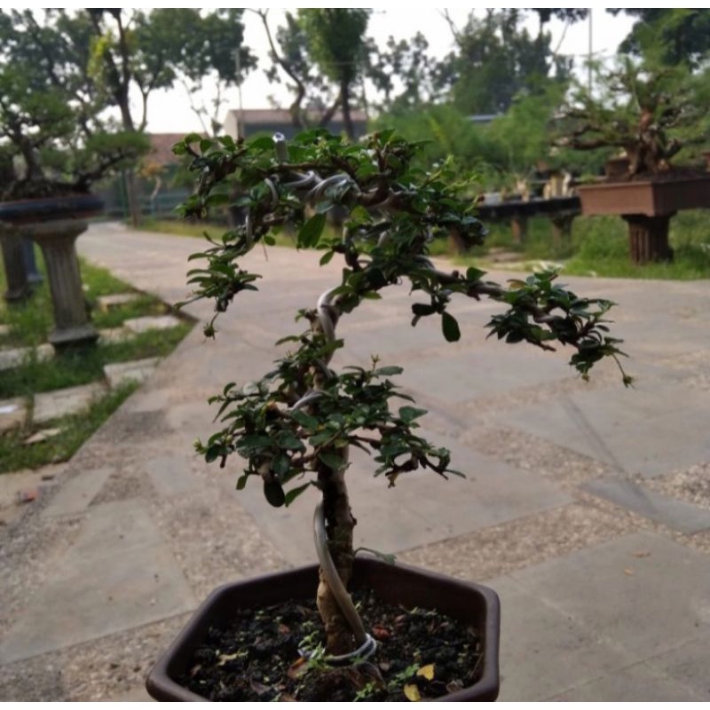 Hokiantea Buah Bonsai