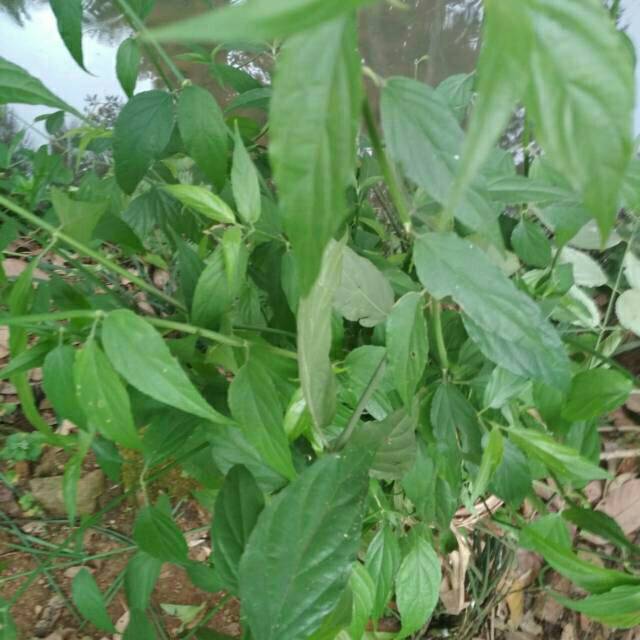 

250 gr daun kalingsir /daun belalay gajah herbalis