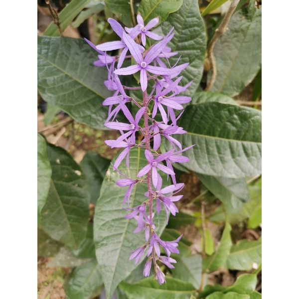 Jual Tanaman Hias Bunga Petrea Volubilis Patrea Volubilis Pakan