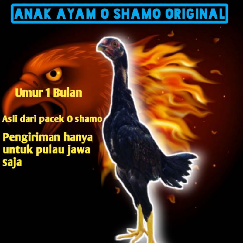 Anak ayam bangkok O Shamo original