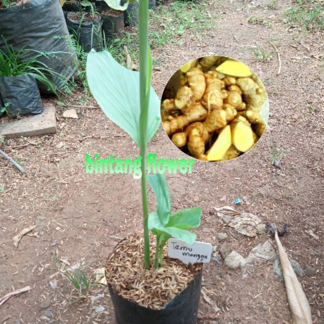 Tanaman Herbal Temu Mangga Bibit Herbal Temu Mangga Shopee Indonesia