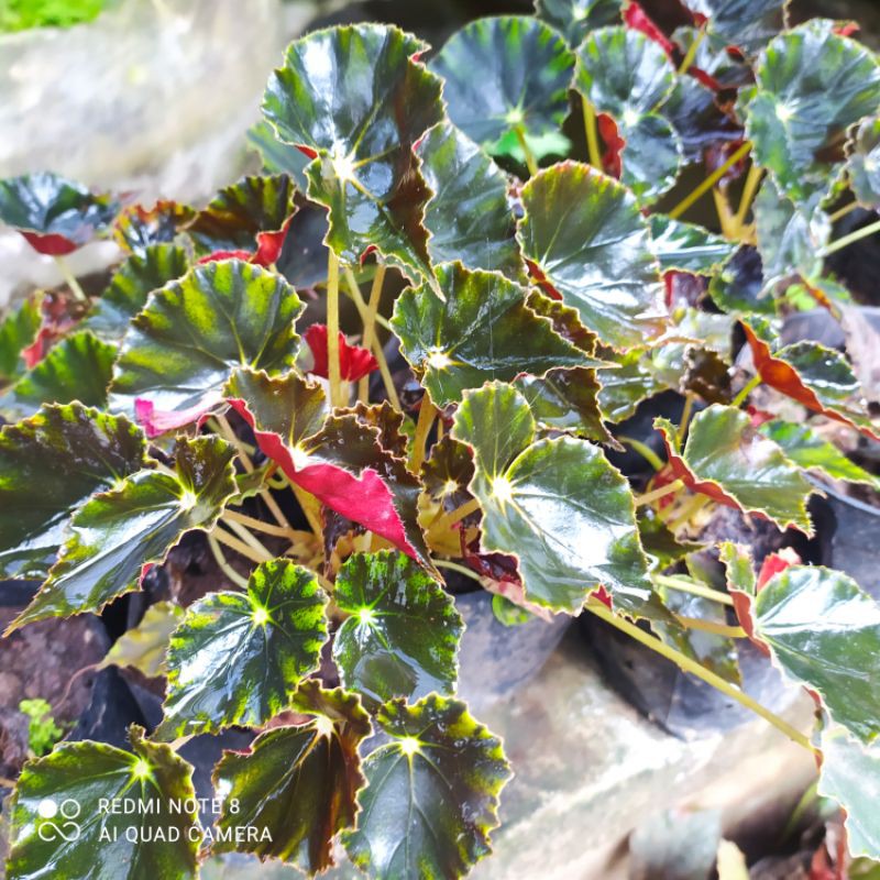 TANAMAN HIAS BEGONIA MANGKOK