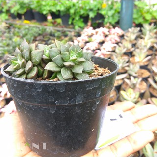 Pachyphytum kimnachii Succulent Shopee Indonesia