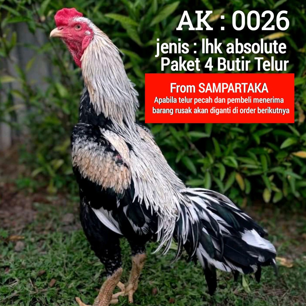 telur ayam bangkok wido jalak siam lhk thailand kode AK 26 paket 4 butir