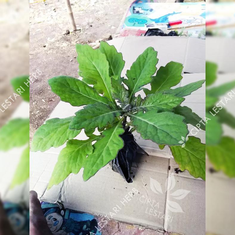 Voc Bibit Tanaman Daun Dewa Pohon Daun Dewa Bibit Pohon Daun Dewa