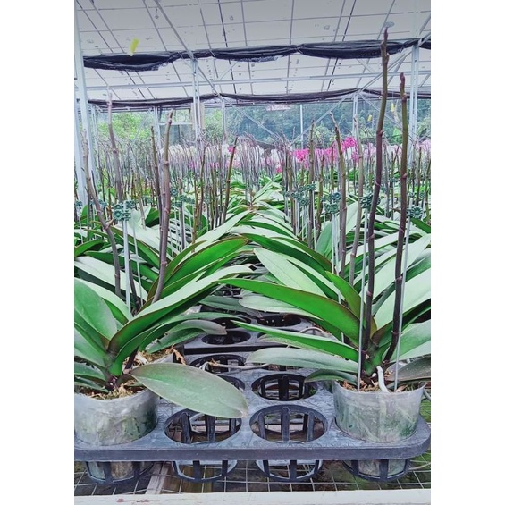 angbul koleksian spike kenop