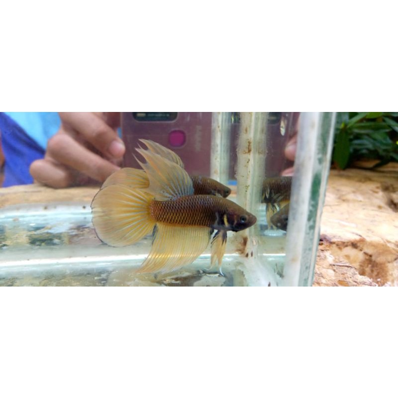 Ikan cupang veiltail / slayer mustard