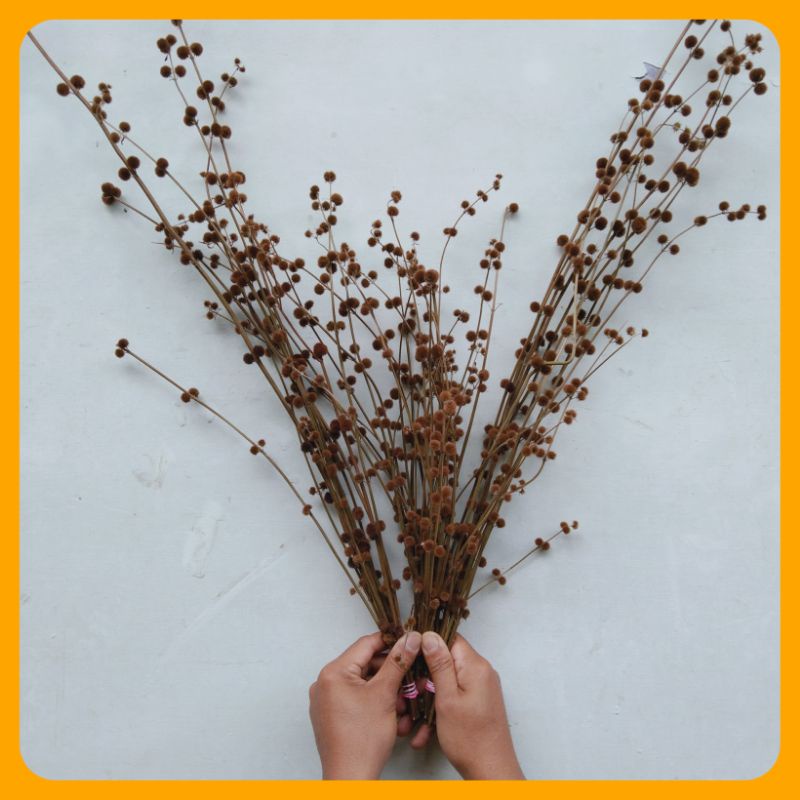 BUNGA POM POM KECIL KERING NATURAL