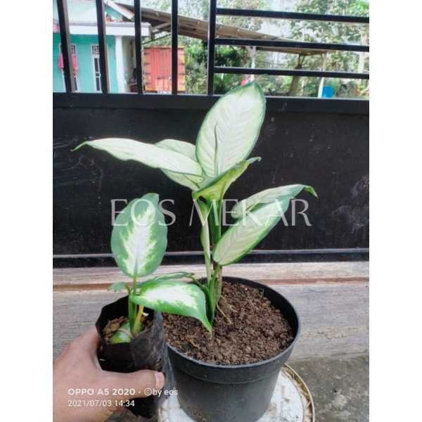 aglonema diven tisu / blanceng susu