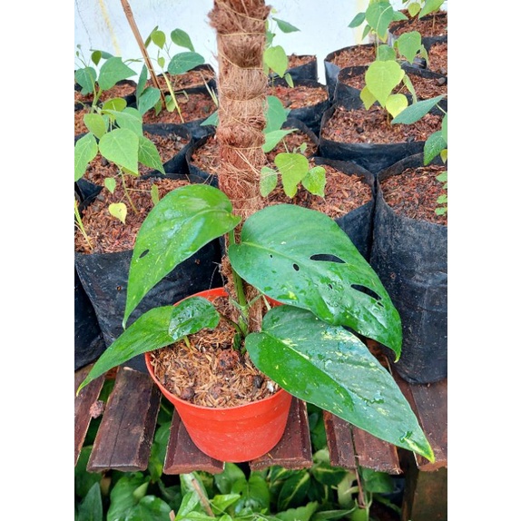 epip kujang / epipremnum f1 yellow varigata