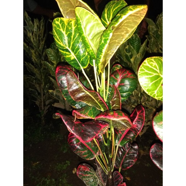 Bunga PURING APEL MERAH Centong ORIGINAL bukan hasil okulasi