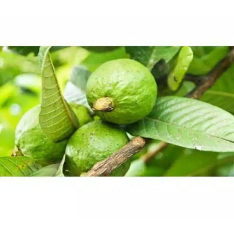 

BUAH JAMBU MUDA BIJI SEGAR | JAMBU MUDA LANGSUNG PETIK