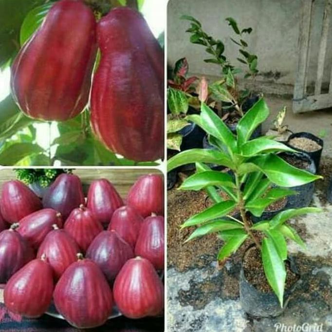 ASLI PAKET 10 BIBIT TANAMAN BUAH JAMBU JAMAIKA *_*