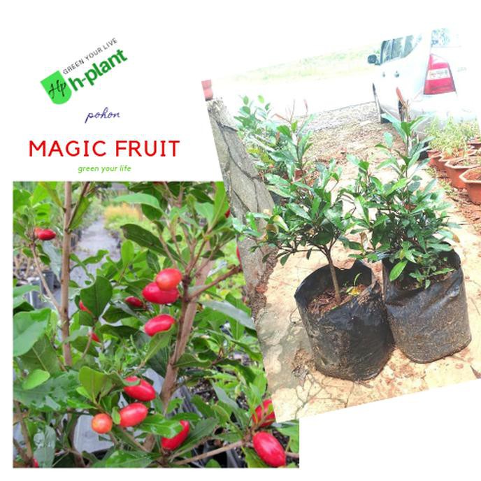 Jual New Bibit Pohon Buah Magic Fruit Miracle Fruit Buah Ajaib Indonesia Shopee Indonesia