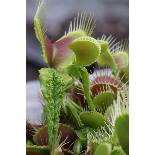 Tanaman Karnivora Venus FlyTrap Venusflytrap VFT Schuppenstiel 2