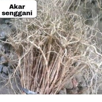 akar senggani aquascape aquarium