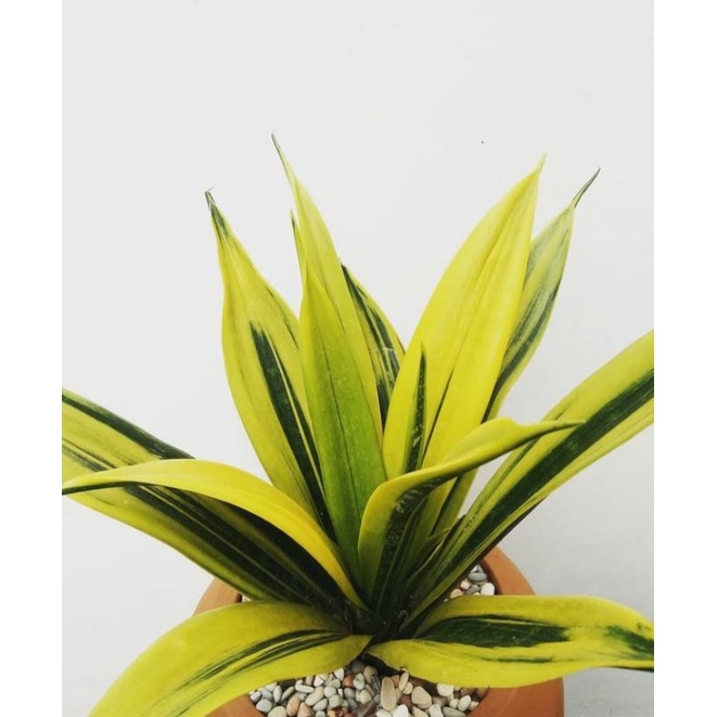 sansivera golden flame