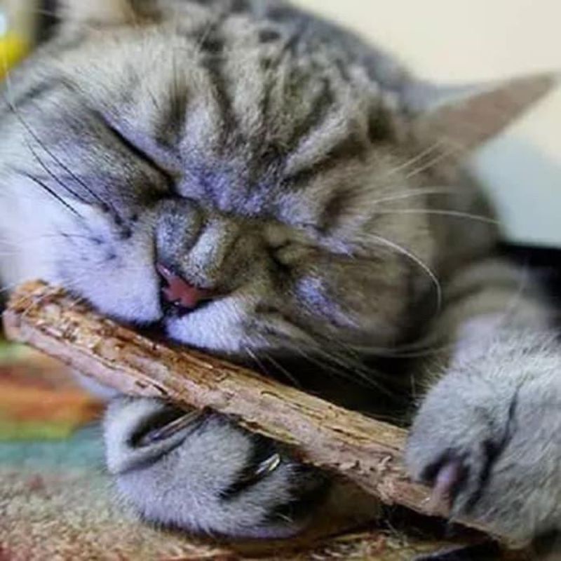 Catnip Kucing Snack Kucing Catnip Matabi Catnip Stick Catnip Batangan