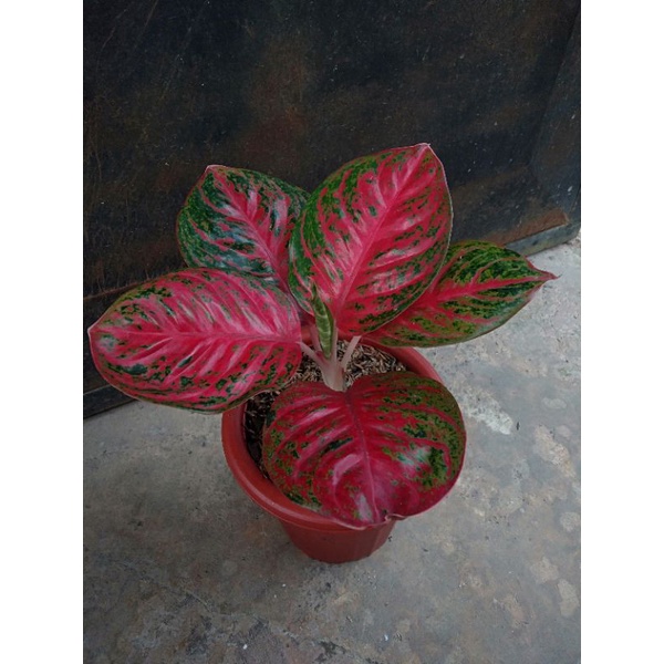 Aglaonema Wulandari