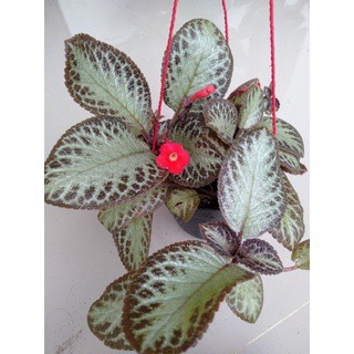 Bunga Gantung Episcia Tanaman Episcia Silver Shine