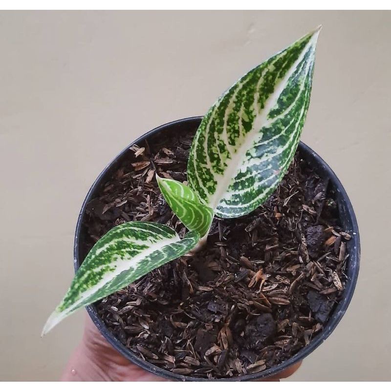 anakan Aglonema legacy salju