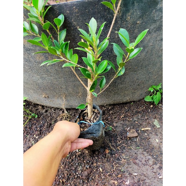 (BISA COD) BIBIT BONSAI BERINGIN KIMENG RAWATAN BAHAN PECAH BATANG / FICUS MICROKARPA SUDAH BERAKAR
