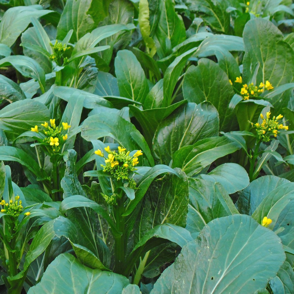 50 Biji Benih Sawi Bunga Manis F1 Choy Sum Bibit Sayuran Caisim Hongkong Super Tanaman Sayur Unggul