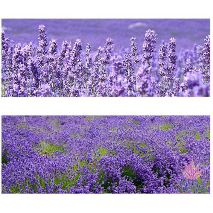 Bunga Lavender Flower kering Asli Organik Dried Lavender TERMURAH