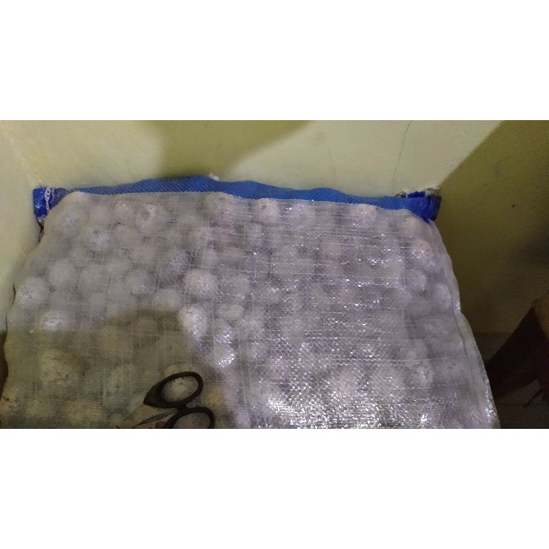 Batu Koral telur puyuh