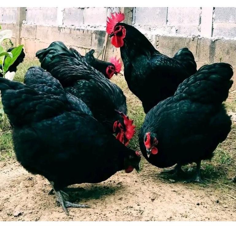 

を Telur ayam Australorp ory impor. Fertil untuk di tetaskan. Beli grosir lebih murah ㊖