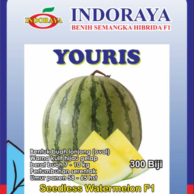 Bibit benih semangka non biji kuning