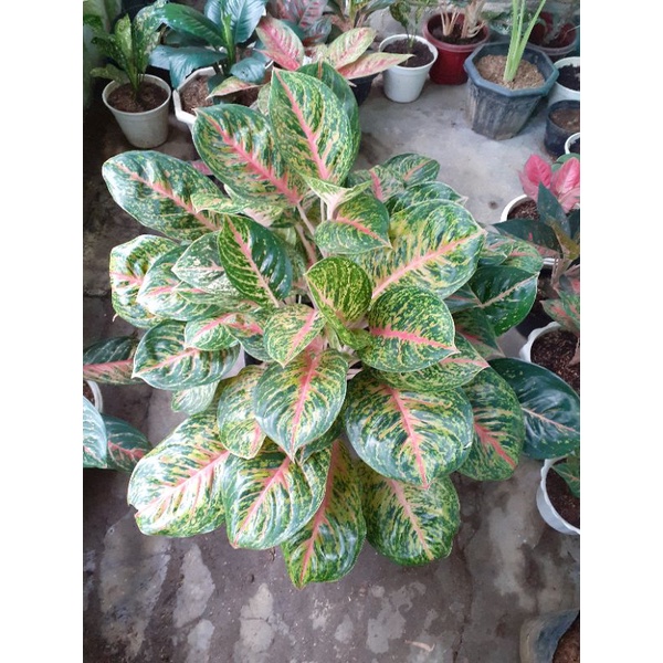 AGLONEMA BIG PAPA RUMPUN 5 - 7 POHON