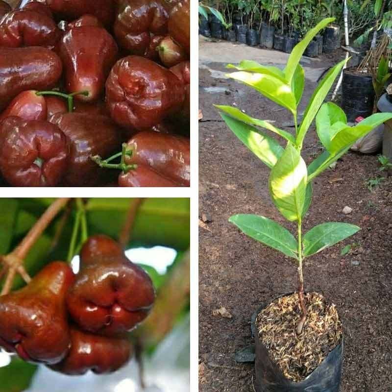 Bibit jambu cincalo bibit jambu air cincalo